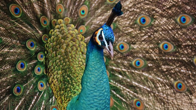Peacock Bird