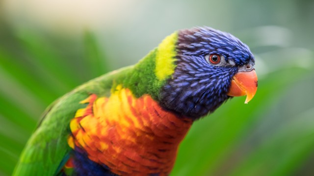 Rainbow Lorikeet Colorful