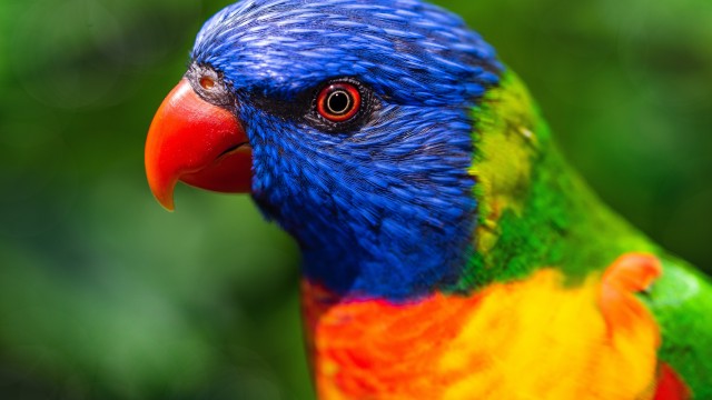 Rainbow Lorikeet Parrot