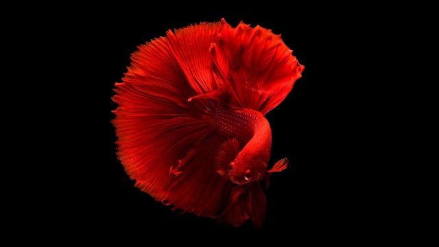 Red fish Underwater