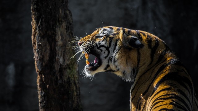 Roaring Tiger
