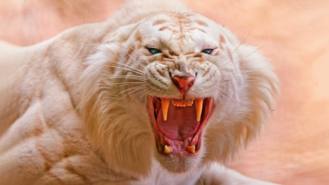 Roaring White tiger