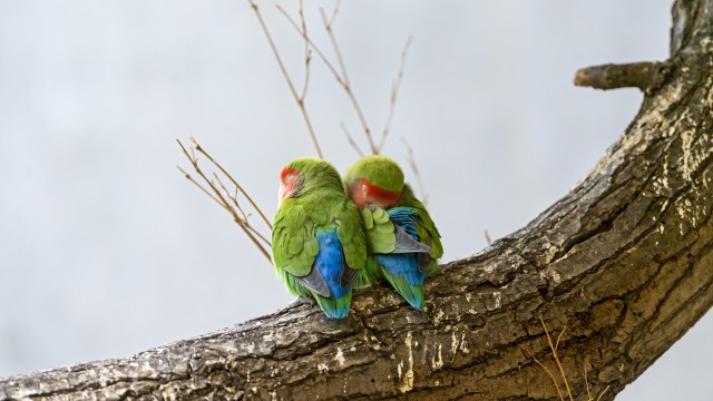 Rosy Faced Lovebirds Peach Faced Lovebirds