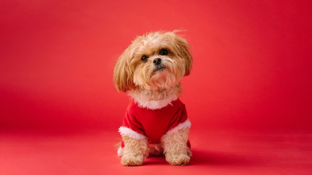 Shih Tzu Cute dog