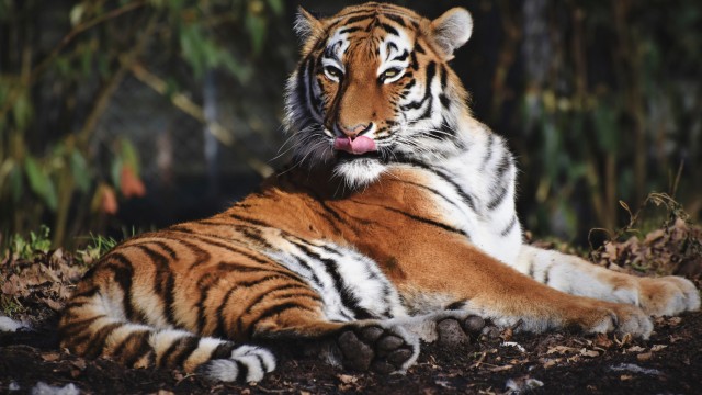 Siberian tiger Predator