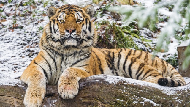 Siberian tiger Snow