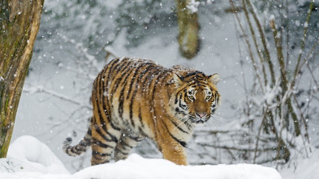 Siberian tiger Snowfall