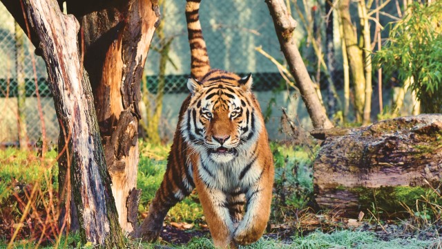 Siberian tiger Walking