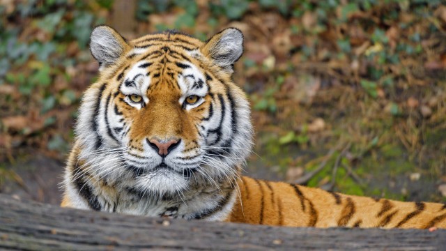 Siberian tigress Big cat