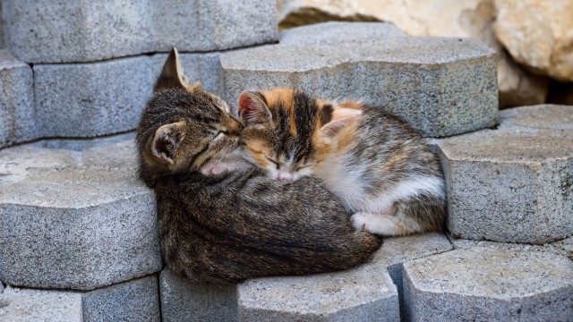 Sleeping Kittens