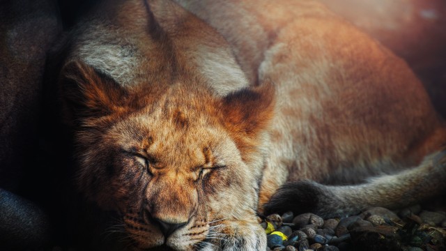 Sleeping Lion Big cat