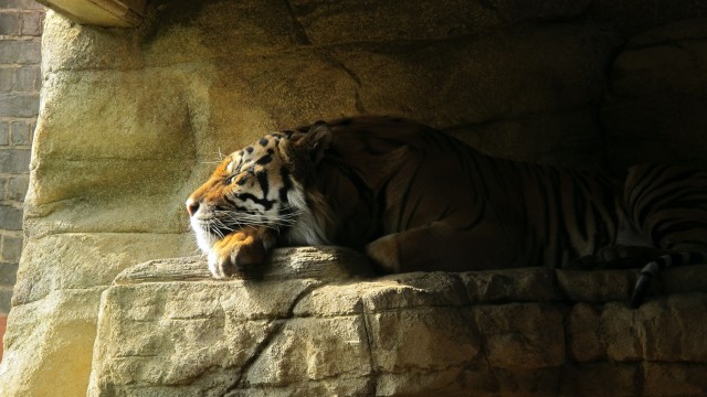 Sleeping Tiger Rock