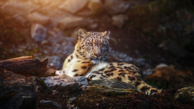 Snow leopard Wild animal