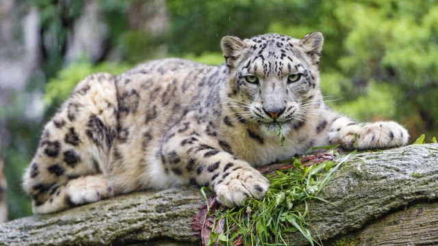 Snow leopard Wild Cat