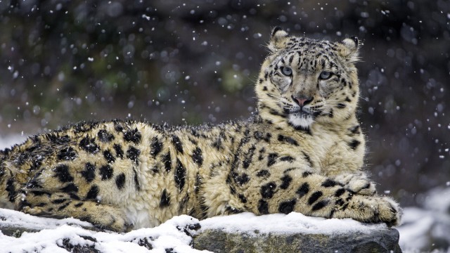 Snow leopard Winter