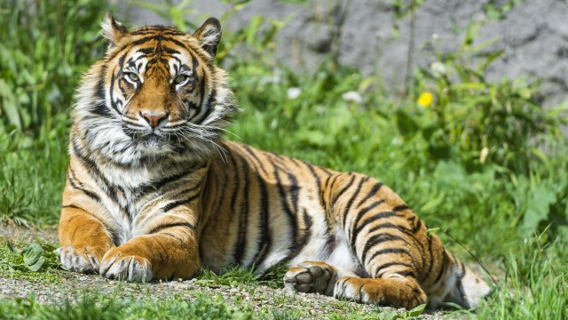 Sumatran tiger Big cat