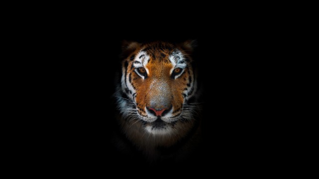 Tiger AMOLED 8K