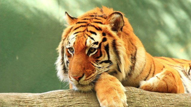 Tiger Log
