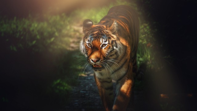 Tiger Wild animal