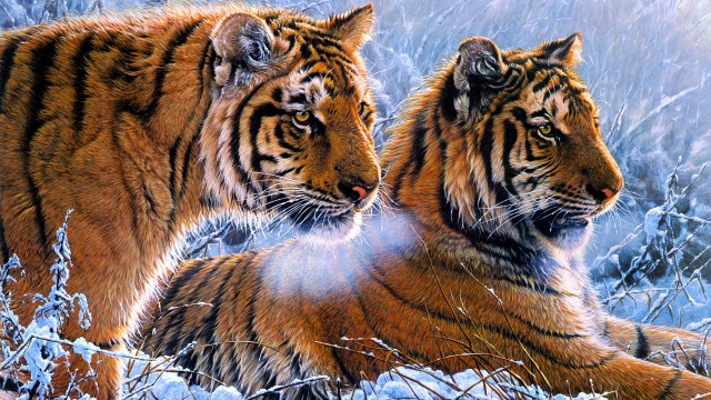 Tigers Pair