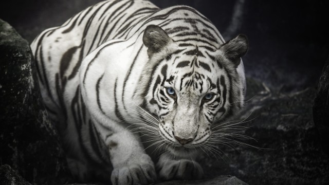 White Bengal Tiger Monochrome