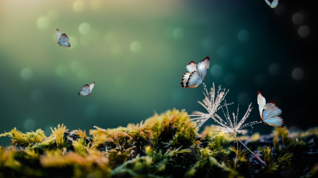 White Butterflies Mystical Forest