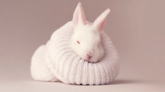 White rabbit Newborn