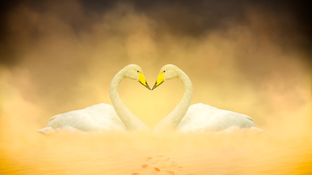 White Swan Love Birds