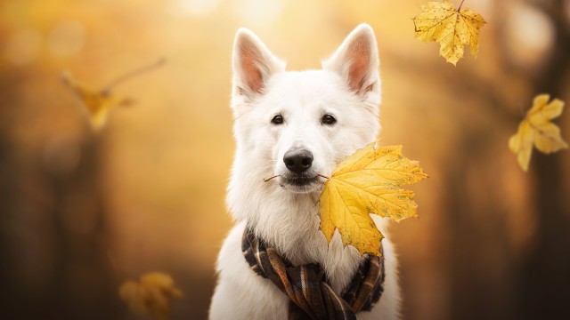 White Swiss Shepherd Dog Breed Dog