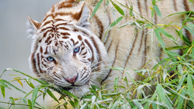 White tiger Bamboo Leaves