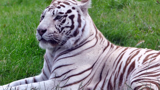 White tiger Green Grass