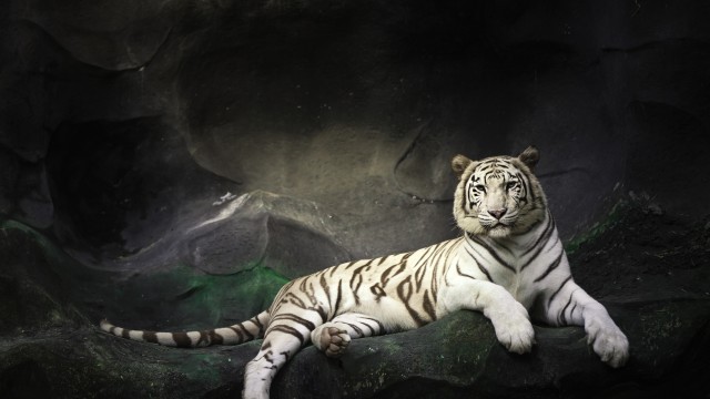 White tiger resting on a rock