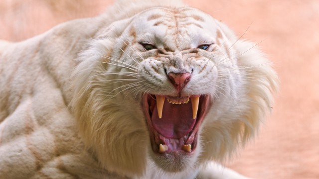 White tiger Roaring