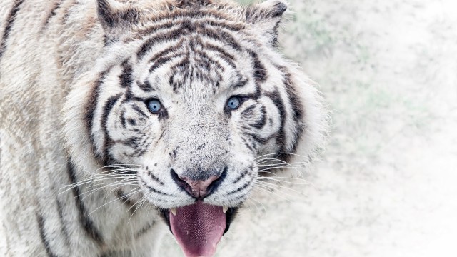 White tiger Wild animal