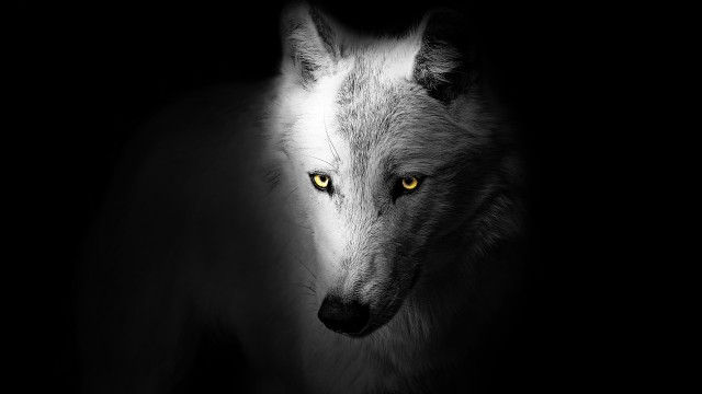 Wolf Black background