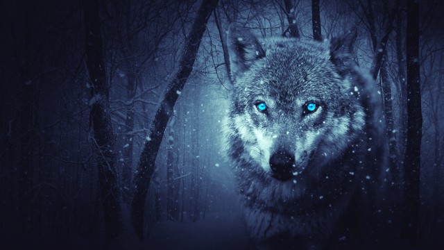 Wolf Blue eyes