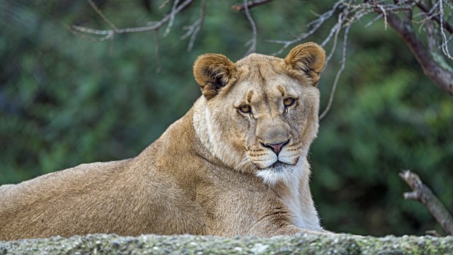 Young Lioness Wild animal