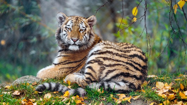 Young tigress Carnivore