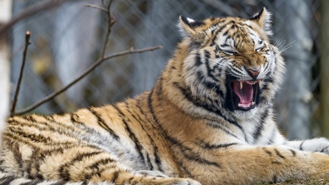Young tigress Yawning