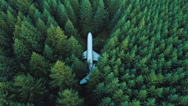 Airplane Green Trees