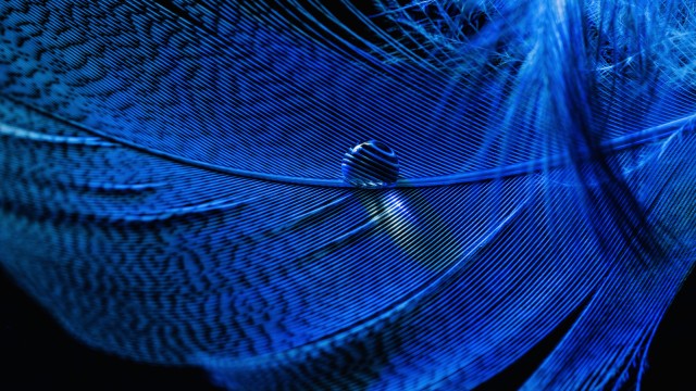 Blue Feather Macro