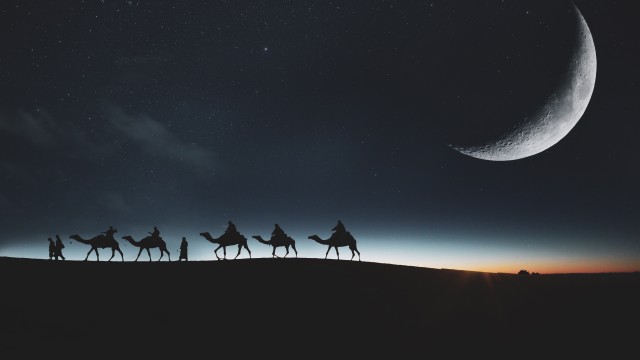 Camels Silhouette