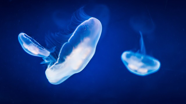 Jellyfishes Underwater