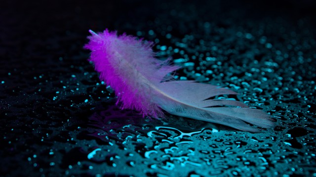 Neon light Feather