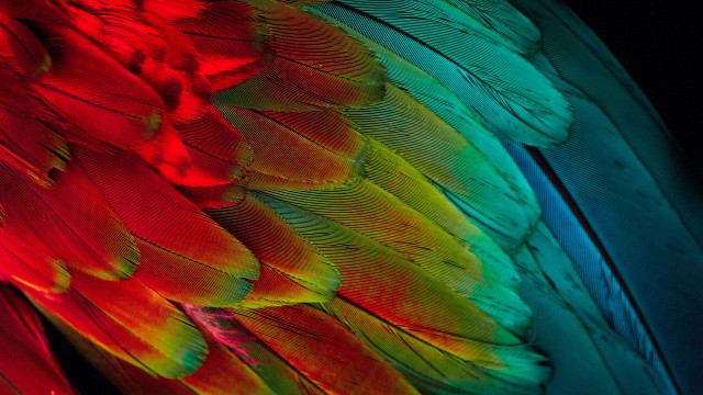 Parrot feathers Colorful