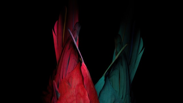 Scarlet macaw Parrot feathers