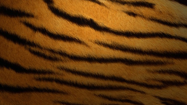 Tiger skin Texture