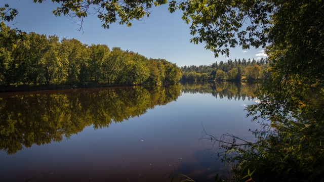 Androscoggin River Trees