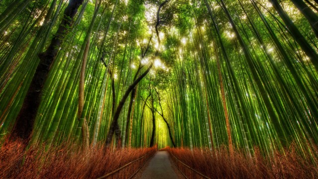 Arashiyama Bamboo Grove Japan