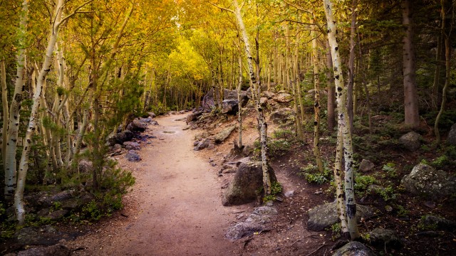 Aspen trees Pathway